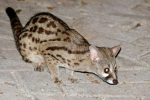 Angolan geneltta - prekrasna divlja mačka s velikim očima Angolan geneltta - prekrasna divlja mačka s velikim očima